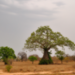 Africa: Benin