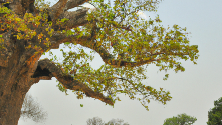 Africa: Guinea Bissau