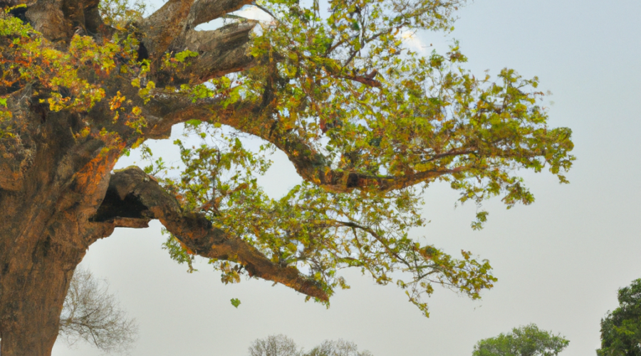 Africa: Guinea Bissau