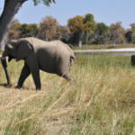 Africa: Botswana