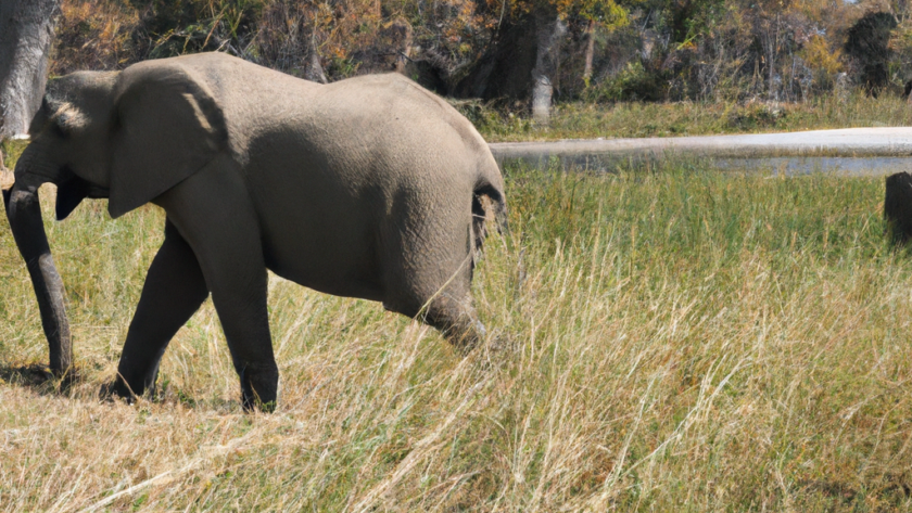 Africa: Botswana