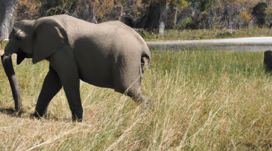 Africa: Botswana