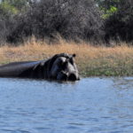 Africa: Botswana