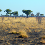 Africa: Botswana