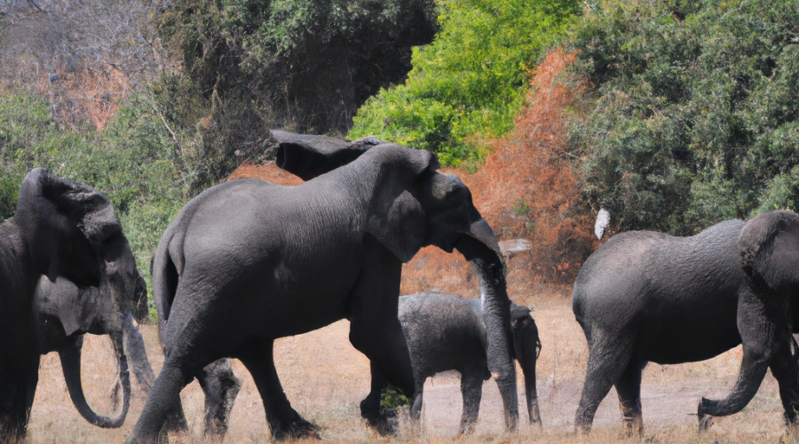 Africa: Zambia