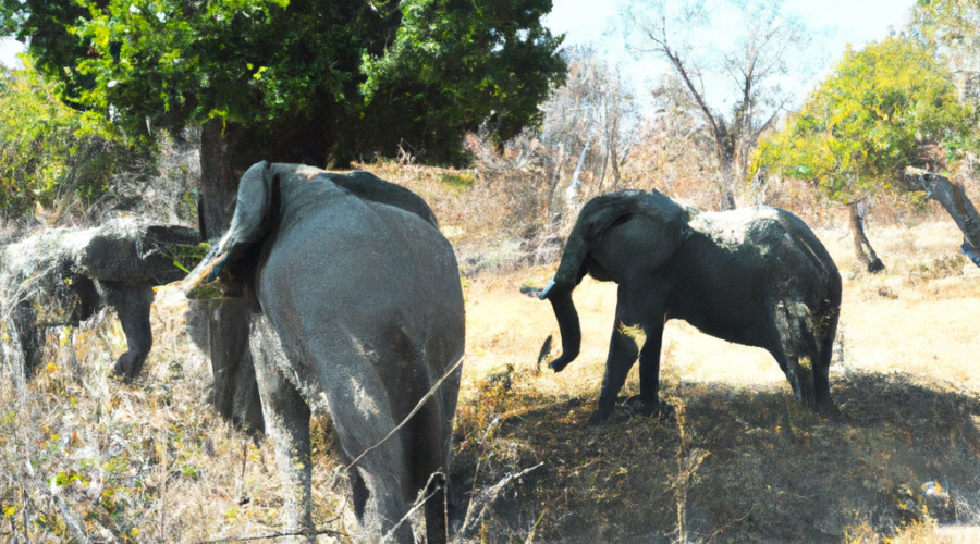 Africa: Zimbabwe