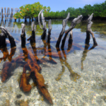 Oceania: Vanuatu