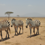 Africa: Kenya