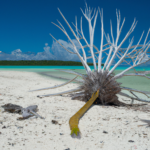 Oceania: Kiribati