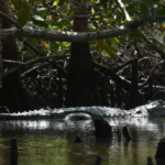 Africa: Gambia