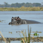 Africa: Zambia