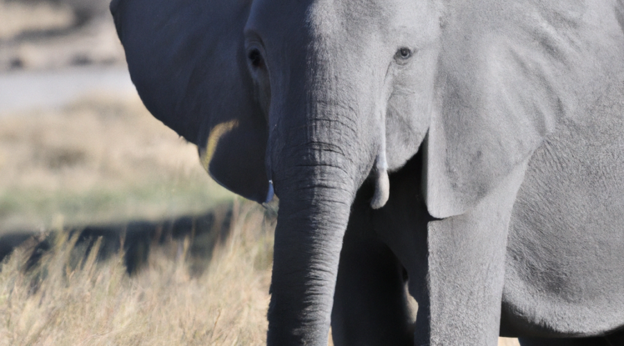 Africa: Botswana