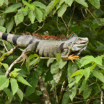 North America: Costa Rica