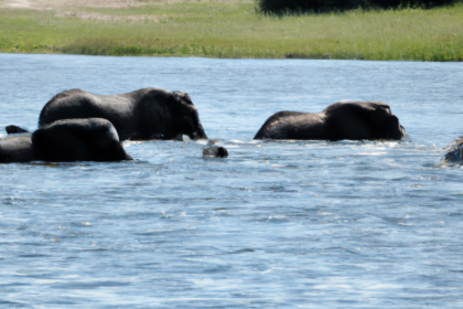 Africa: Botswana