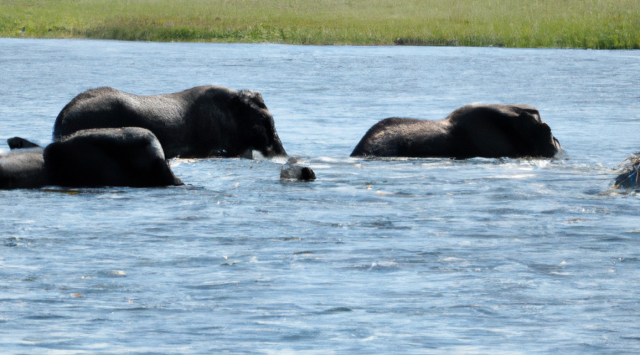 Africa: Botswana