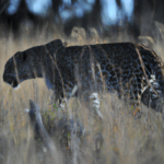 Africa: Botswana