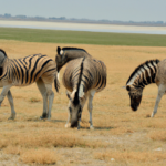 Africa: Namibia