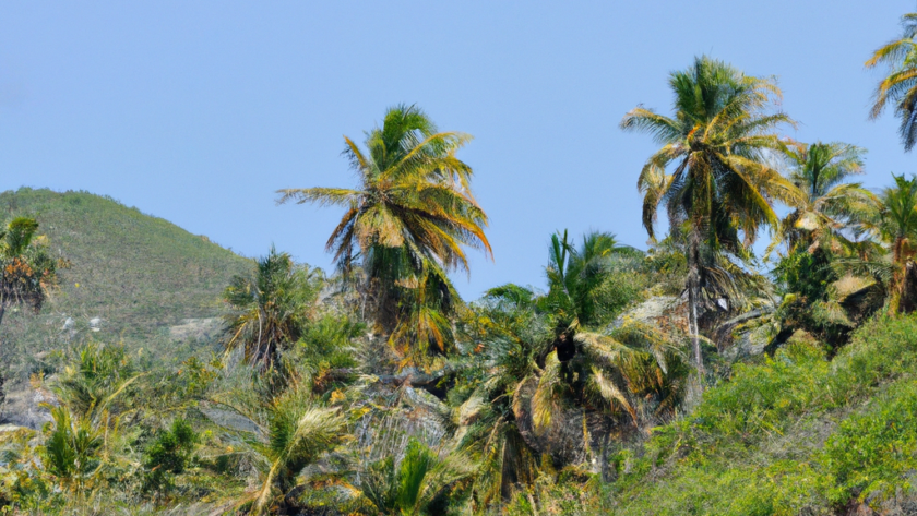 North America: Saint Vincent and the Grenadines